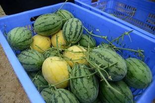 吃瓜群是什么群,网络社交新现象背后的故事